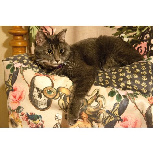 My Secret Garden fabric on a cushion with a grey cat named Scarlet